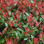 Photinia Red Robin Standard Tree 100cm Tall Supplied In A 5 Litre Pot