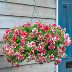 Hayloft Petunia Tumbelina Scarlet Ripple - 12 Young Plants