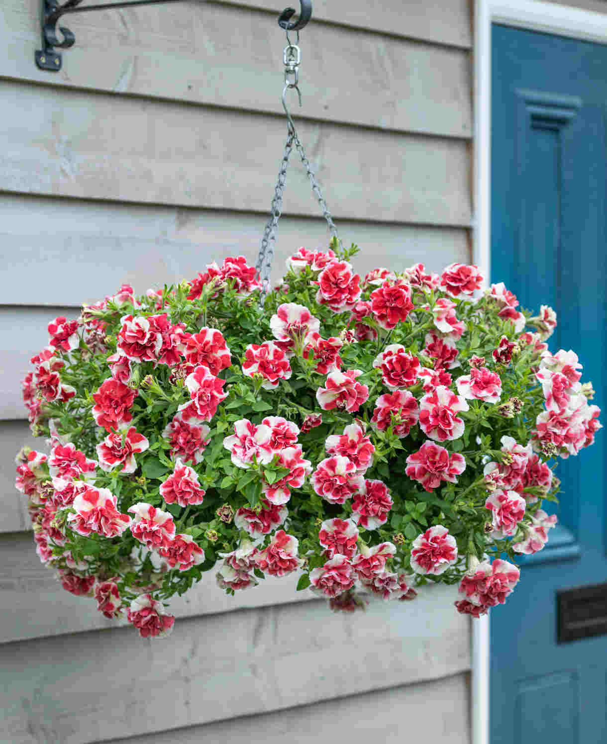 Hayloft Petunia Tumbelina Scarlet Ripple - 12 Young Plants