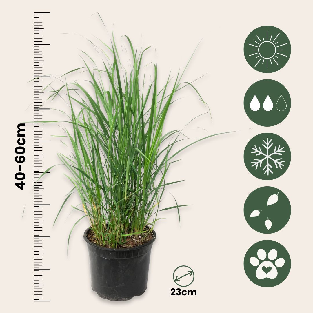 Switch Grass - Panicum Virgatum 'heavy Metal' - Height 40-60cm - ⌀23cm | Set-of-1 | Green