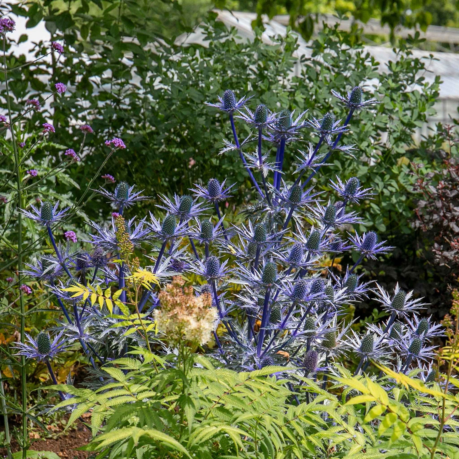 Eryngium 'big Blue' Perennial 50cm | 1 x 2L | Blue