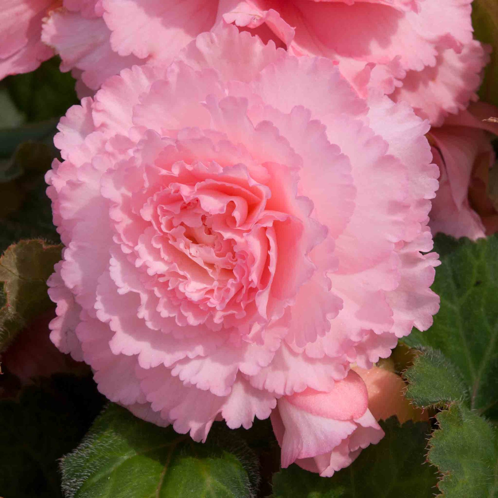 Begonia 'majestic Soft Pink' | 6 x Plug Plants | Light Pink