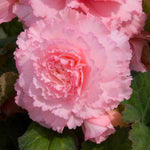 Begonia Upright Collection - In Red, Soft Pink And Yellow | 6 x Plug Plants | Multi