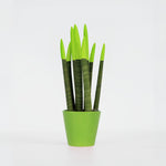 Snake Plant Velvet Touch - Sansevieria Cylindrica - Height 20-40cm - ⌀9cm | Green