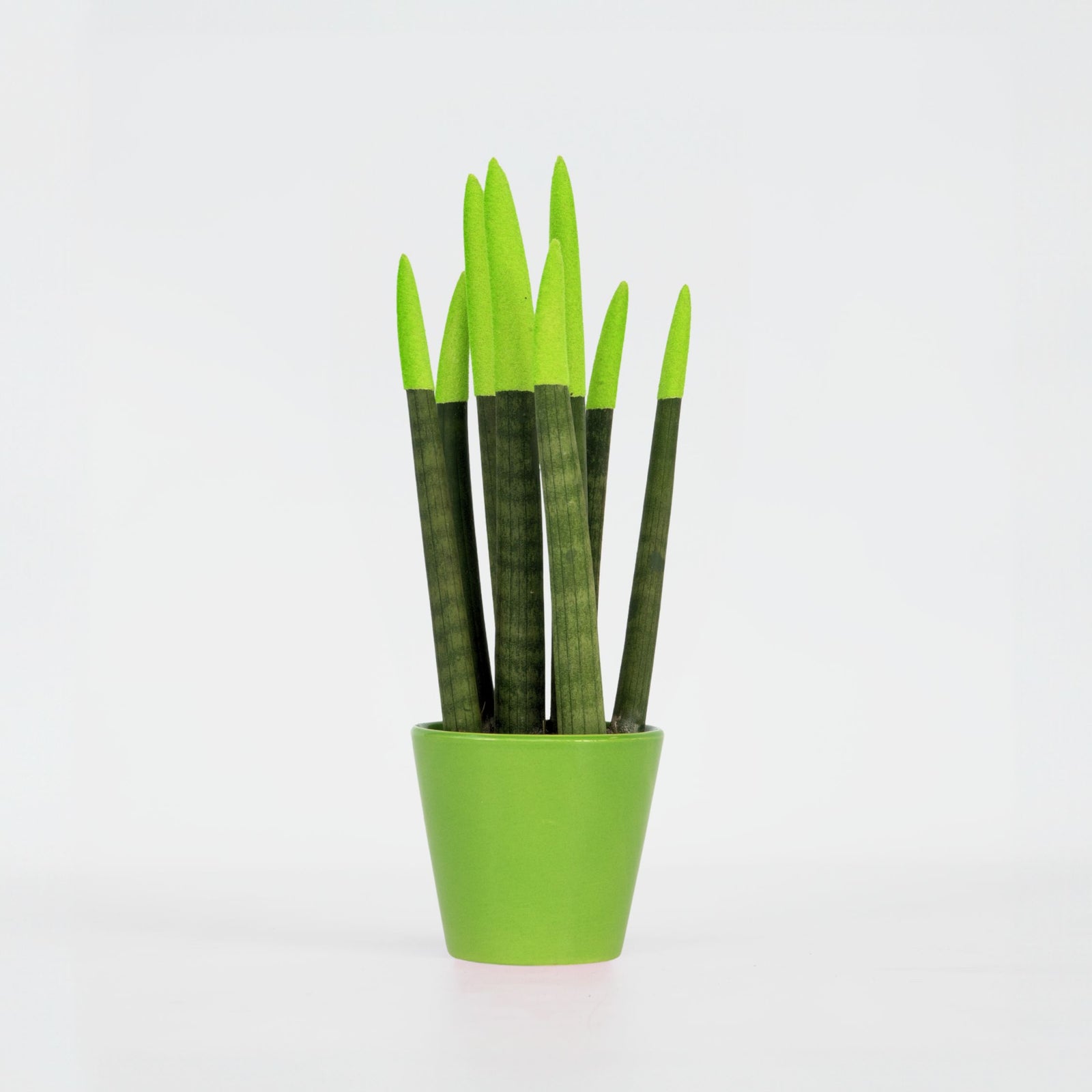Snake Plant Velvet Touch - Sansevieria Cylindrica - Height 20-40cm - ⌀9cm | Green