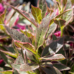 Weigela 'all Summer Monet' Variegated Dwarf Shrub | 1 x 3L | Pink