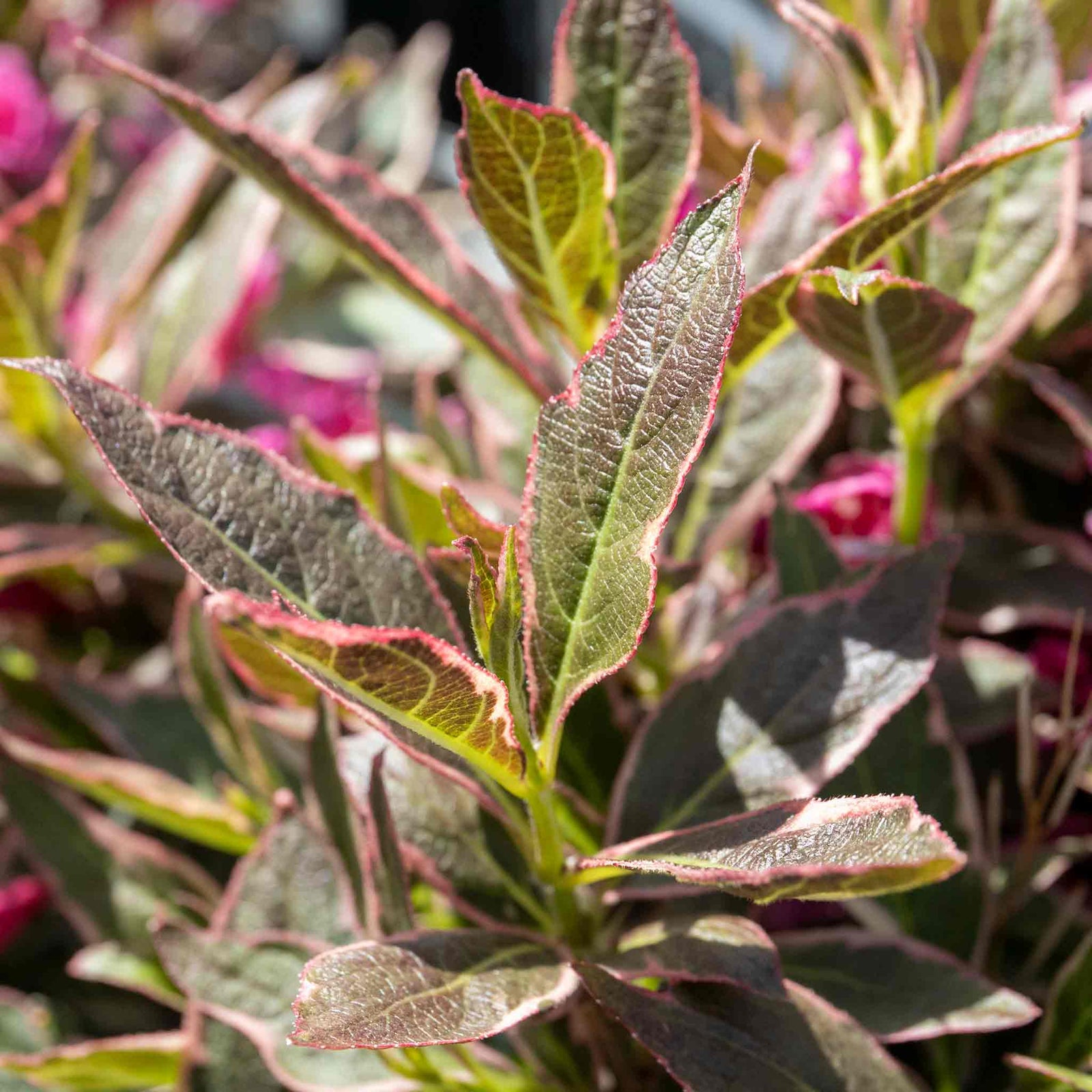 Weigela 'all Summer Monet' Variegated Dwarf Shrub | 1 x 3L | Pink
