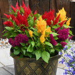 Thompson & Morgan Celosia First Flame Mix Plants 12 X Garden Ready Plants