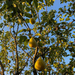 Direct Plants Du Comice Pear Fruit Tree 4-5ft Tall, Supplied As Bare Root Tree