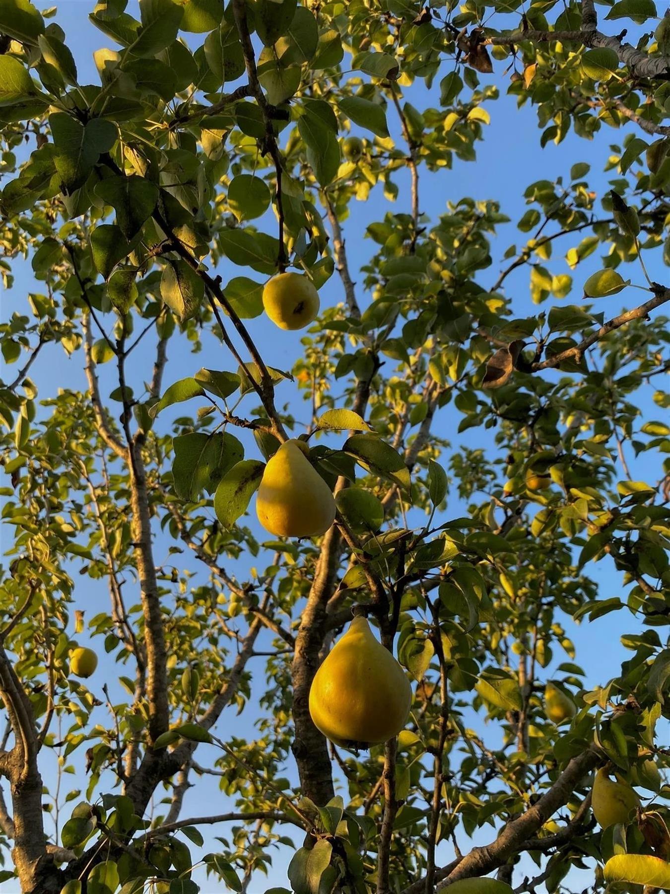 Direct Plants Du Comice Pear Fruit Tree 4-5ft Tall, Supplied As Bare Root Tree