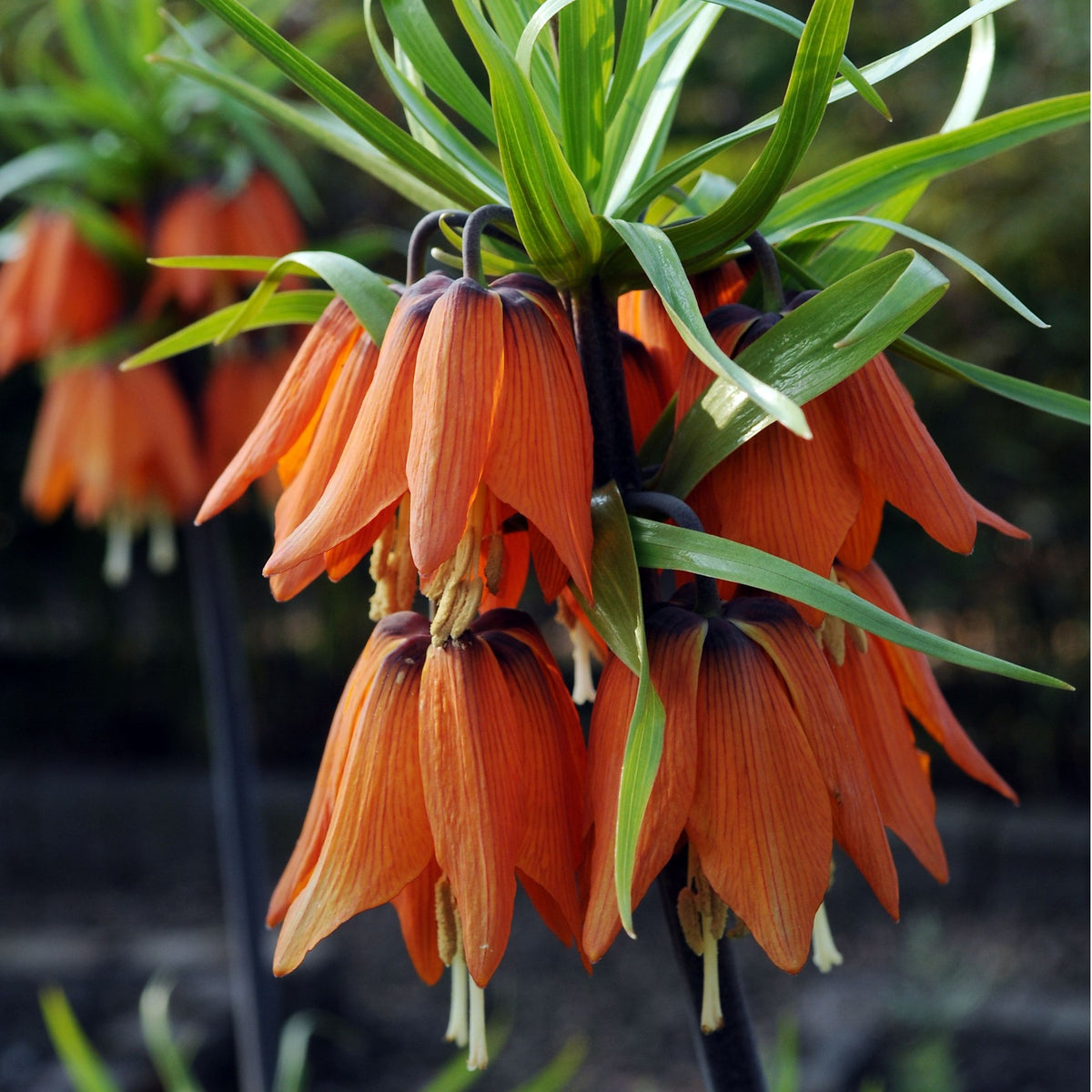 Snake's Head Fritillary - 3 Pcs. - Fritillaria Rubra - Flower Bulbs | Set of 3 | Orange