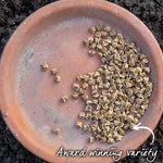 Beetroot Seeds 'boltardy' - Early, Bolt-resistant Variety | 800 Seeds