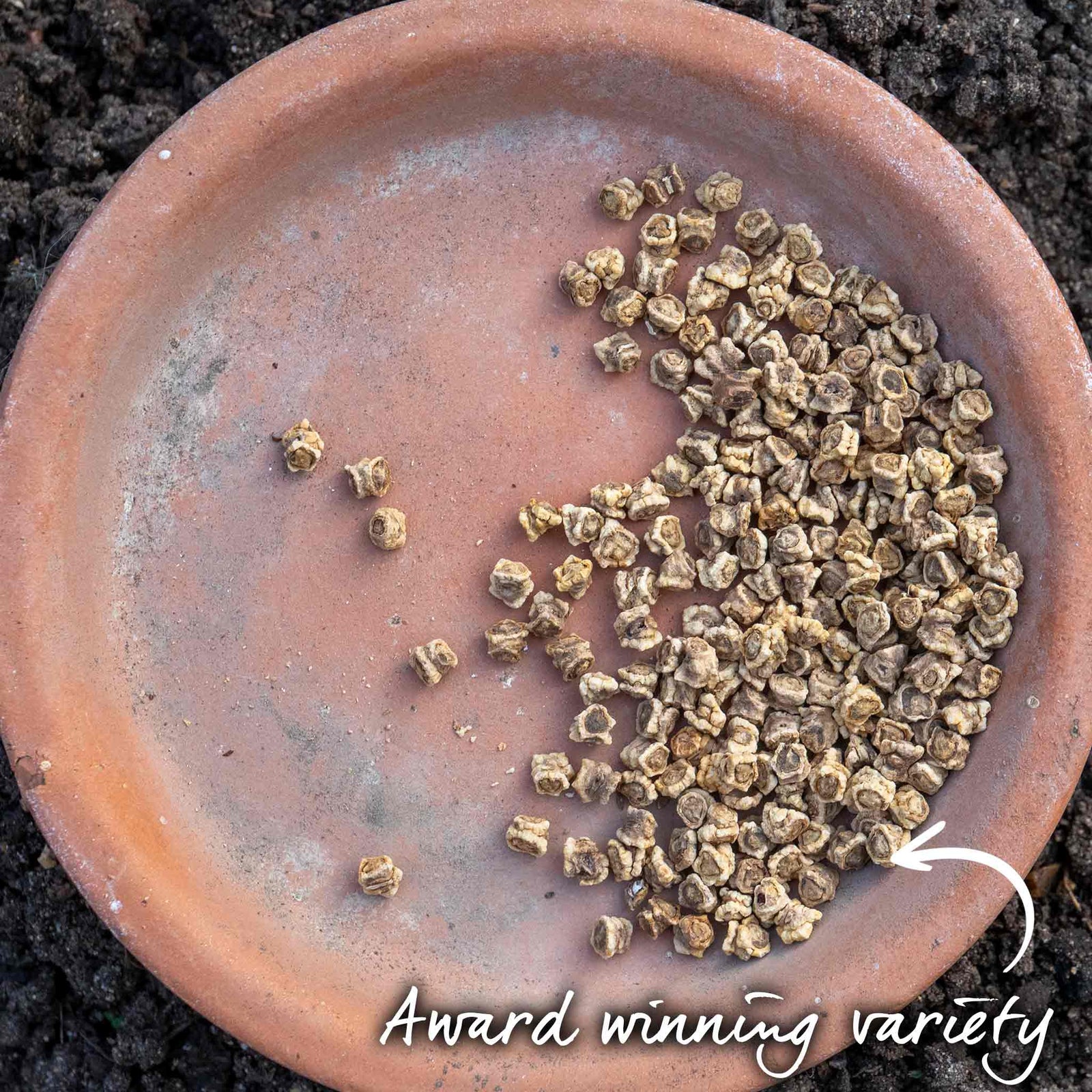 Beetroot Seeds 'boltardy' - Early, Bolt-resistant Variety | 400 Seeds