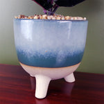 Artificial 35cm Ficus Plant Potted In Teal Blue Green Ceramic Planter