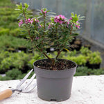 Daphne Collection - Scented Evergreen Plants | 3 x 1.5l | Multi
