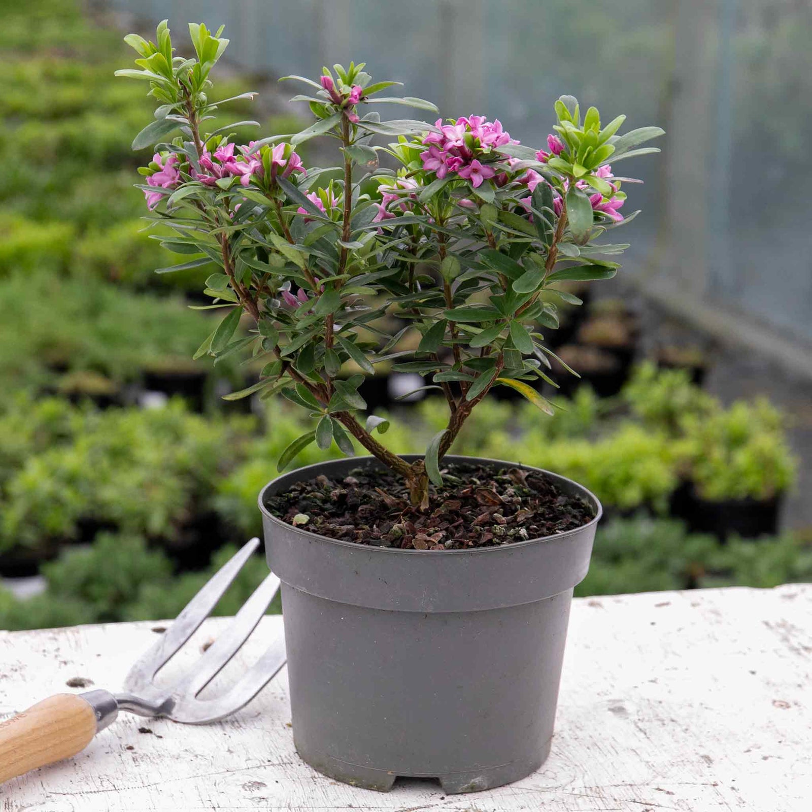 Daphne Collection - Scented Evergreen Plants | 3 x 1.5l | Multi