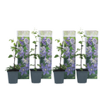 Leather Flower - Clematis Hybrid 'Taiga' - Height 25-40cm - ⌀9cm | Set of 4 | Purple
