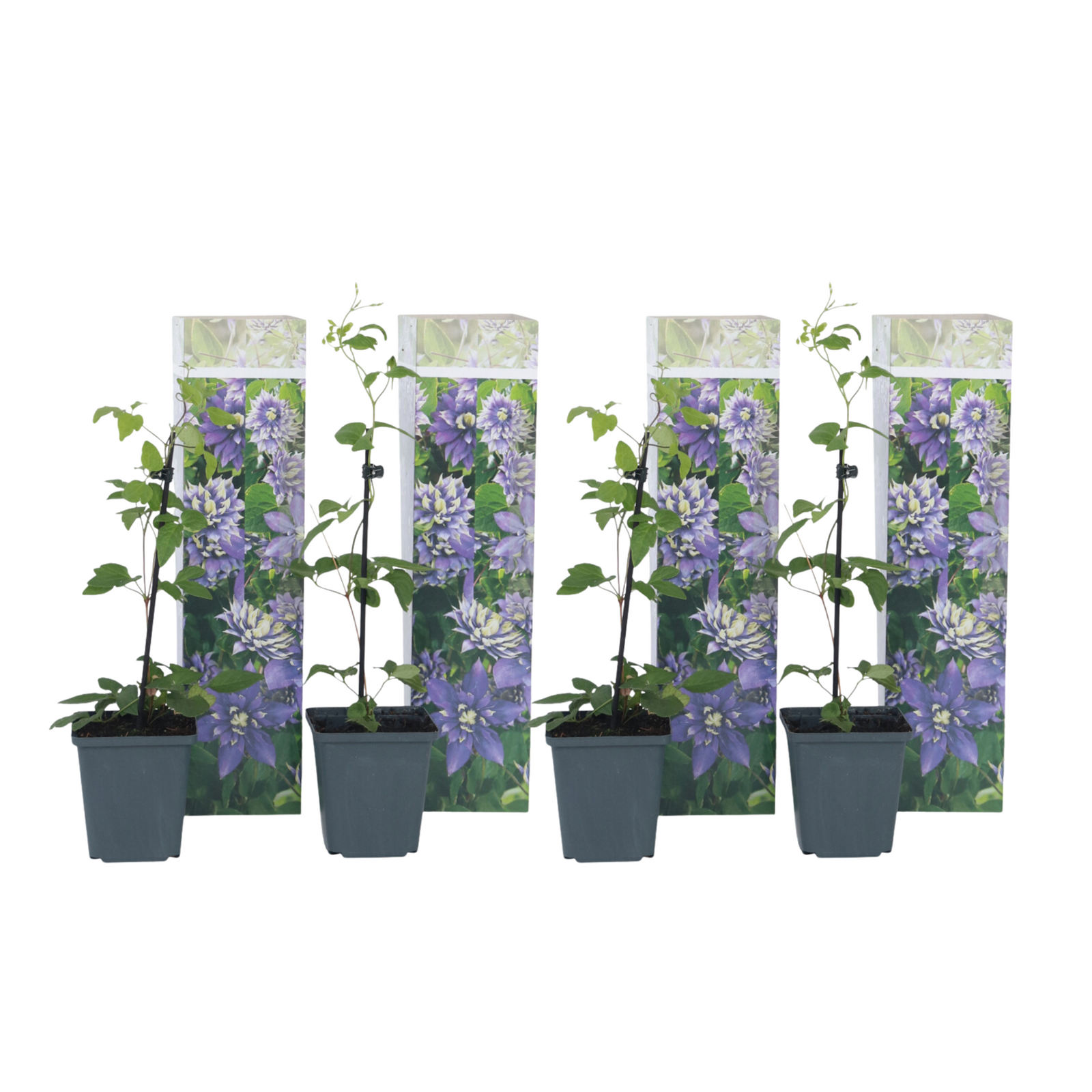 Leather Flower - Clematis Hybrid 'Taiga' - Height 25-40cm - ⌀9cm | Set of 4 | Purple