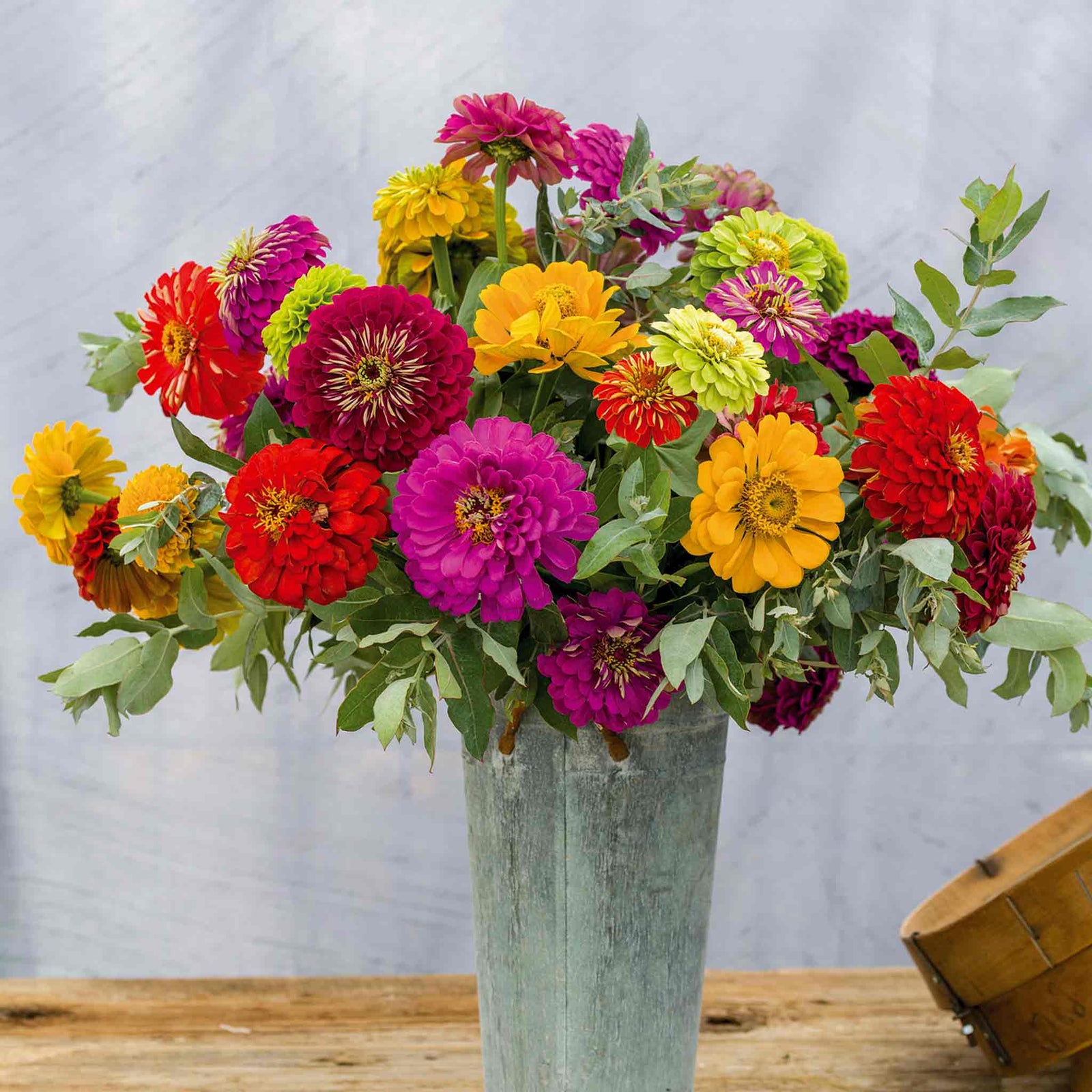 Zinnia Seeds Benary's Giant | 35 Seeds