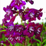 Hayloft Penstemon Purples Collection - 6 Plants In 9cm Pots