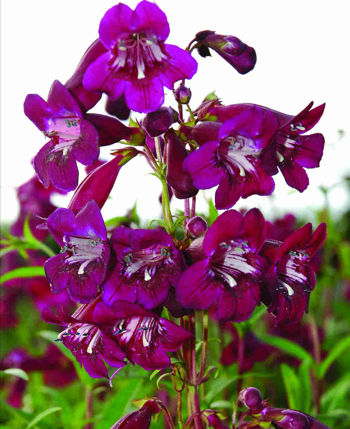 Hayloft Penstemon Purples Collection - 6 Plants In 9cm Pots