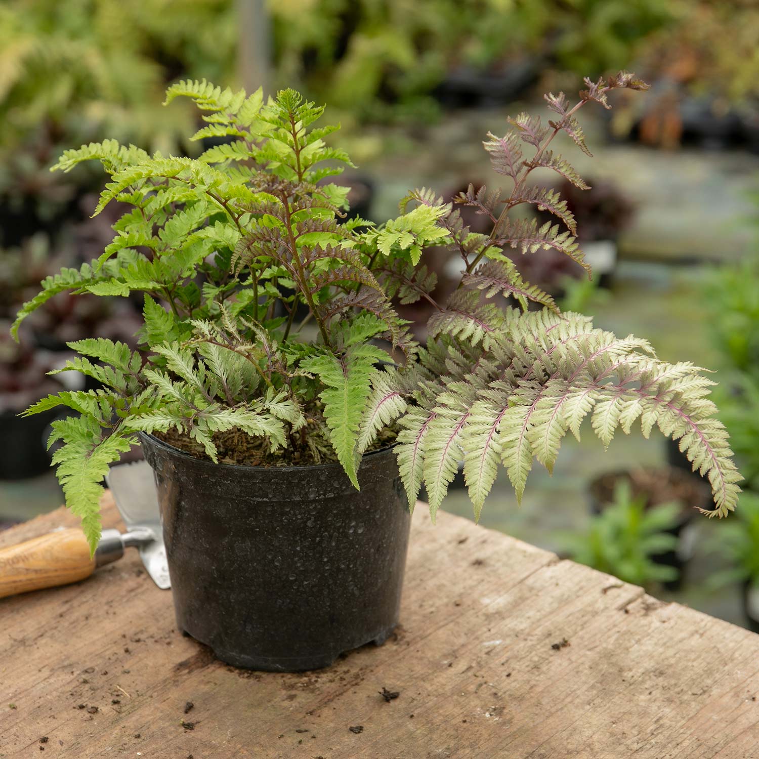 Athyrium 'niponicum Red Beauty' Fern | 1 x 2L | Multi