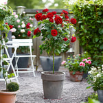 Palace Rose - Height 80-100cm - ⌀19cm | Set-of-2 | Red
