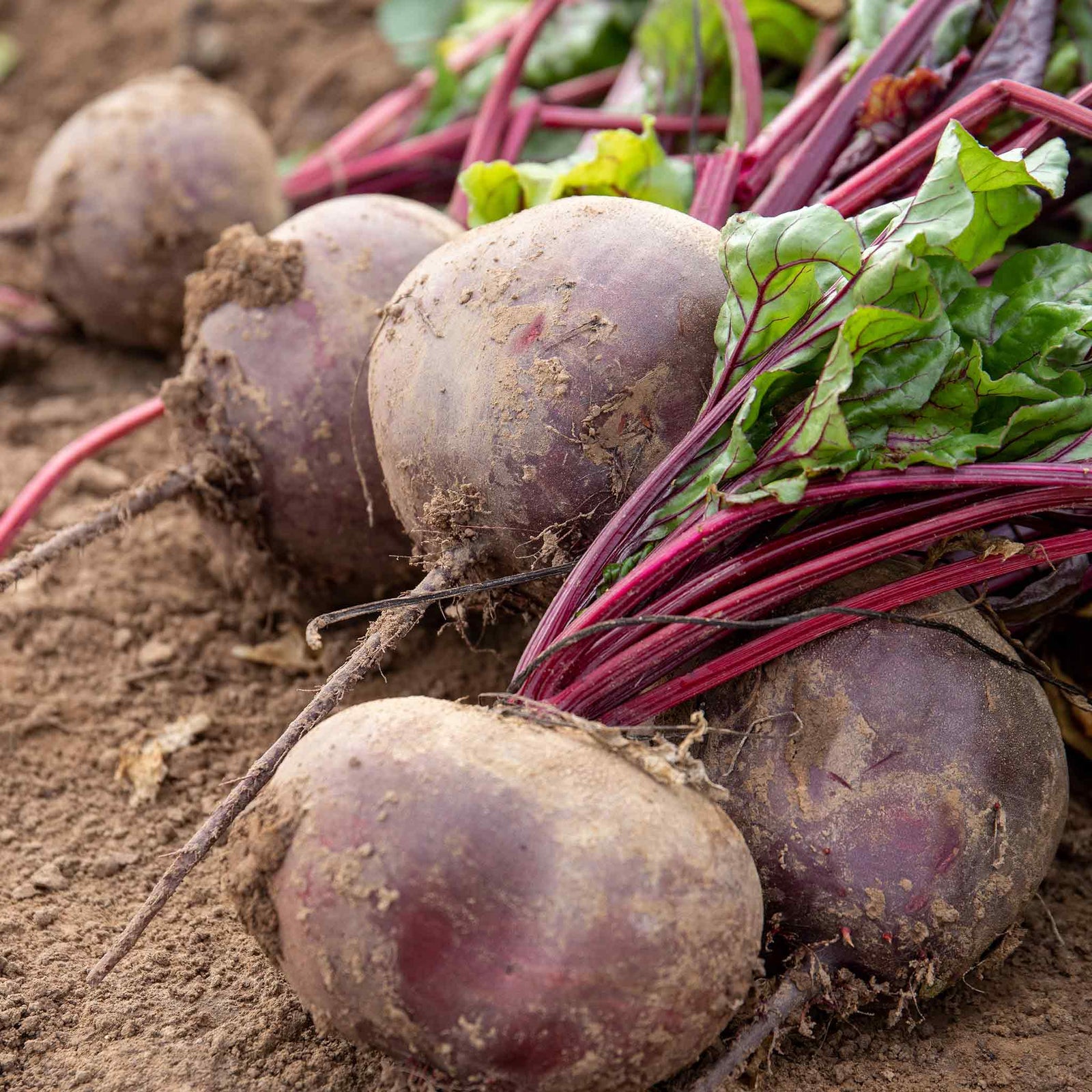 Beetroot 'pablo' Rhs Agm | 12 x Garden Ready Plugs | Red