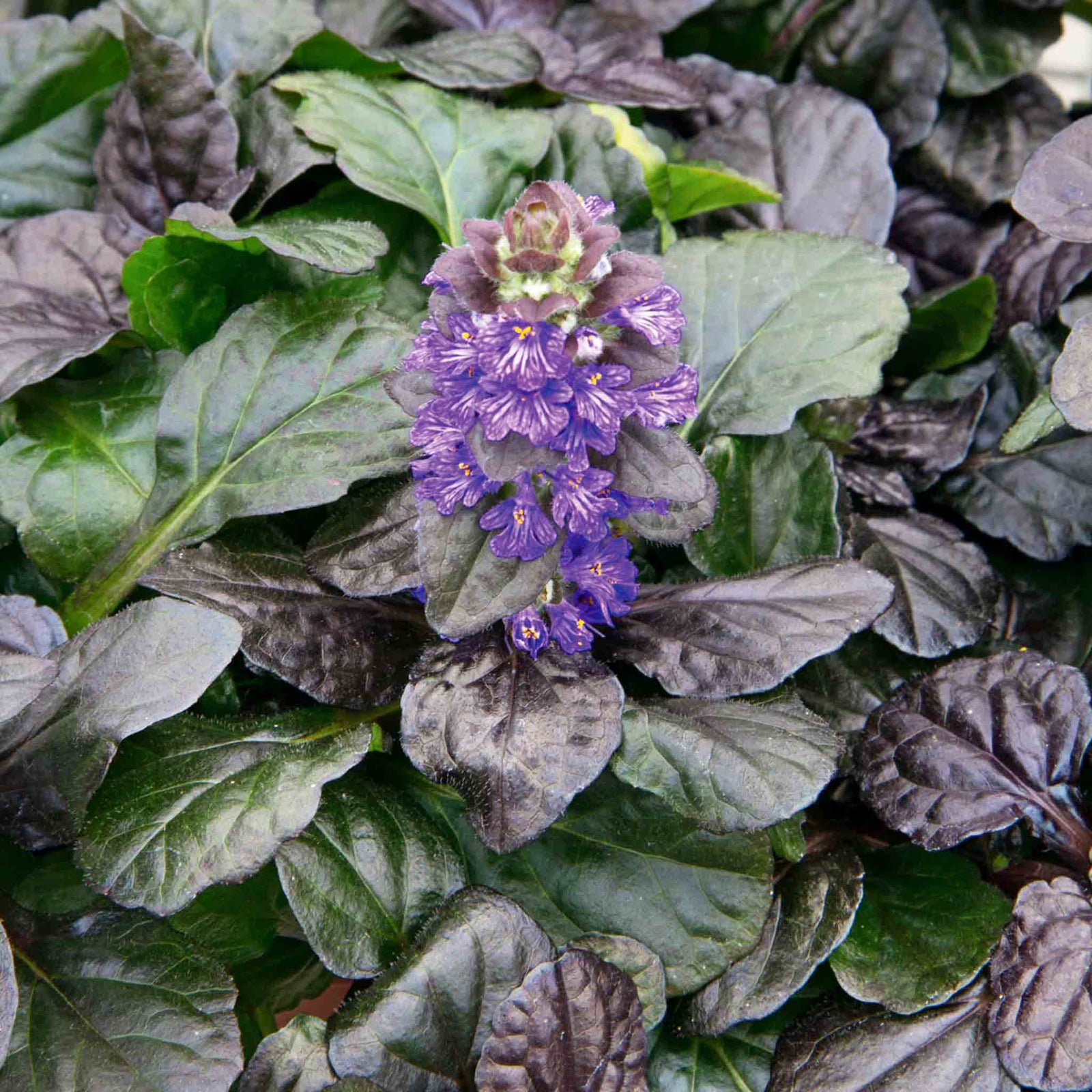 Ajuga Reptans 'black Scallop' Evergreen Groundcover With Dark Glossy Foliage And Blue Spring Flowers | 3 x 9cm | Blue