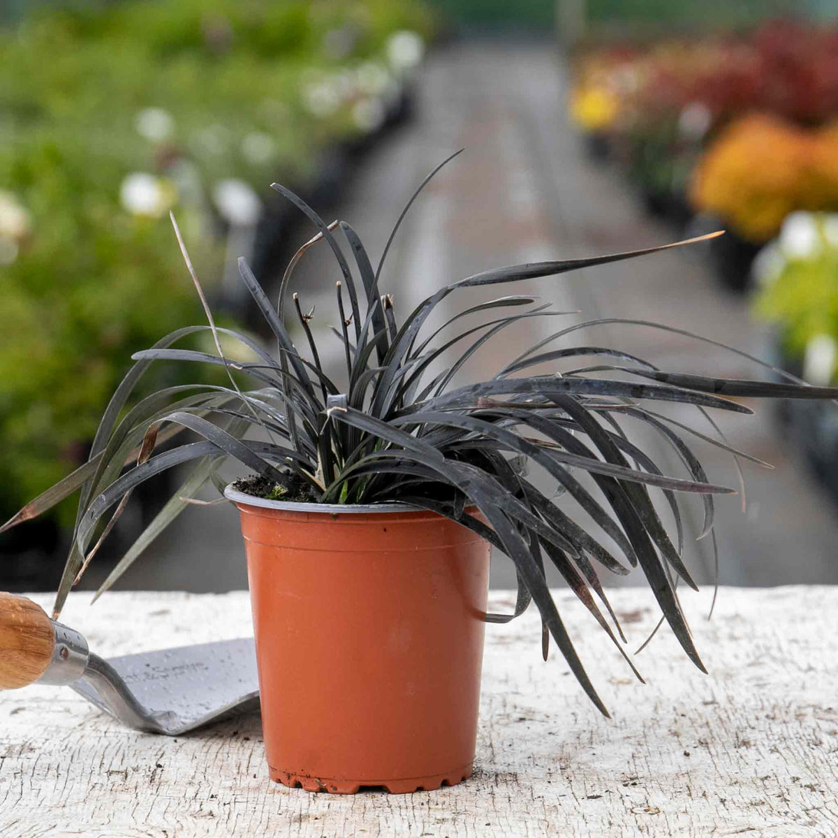 Ophiopogon Planiscapus 'nigrescens' Hardy Evergreen Perennial 9cm | Set of 1 | Mauve