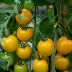 Tomato Seeds Yellow Mimi F1 | 10 Seeds