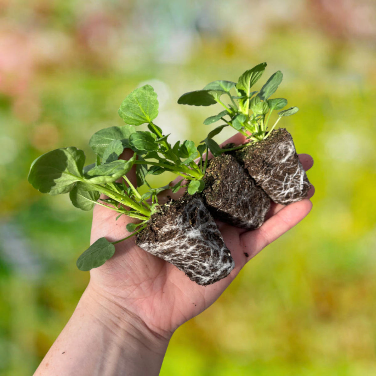 Pansy Frizzle Sizzle Mix - young plants | 24 x Garden Ready Plugs | Multi