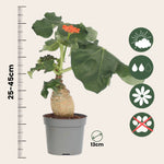 Buddha Belly - 2 Pcs. - Jatropha Podagrica - Height 25-45cm - ⌀13cm | Set-of-2 | Orange