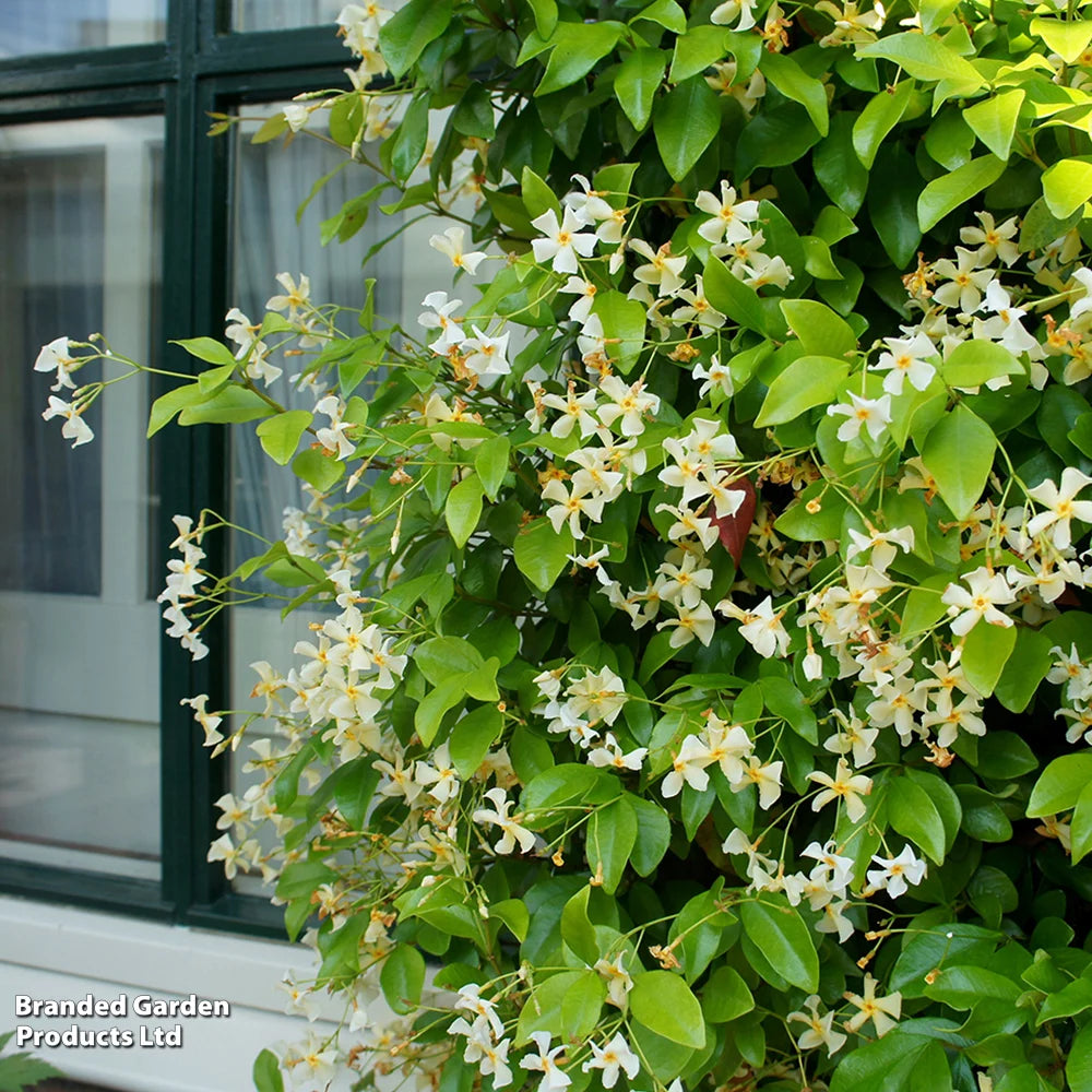 Trachelospermum Jasminoides 'star Of Toscana' 9cm Potted Plant | 3 x 9cm