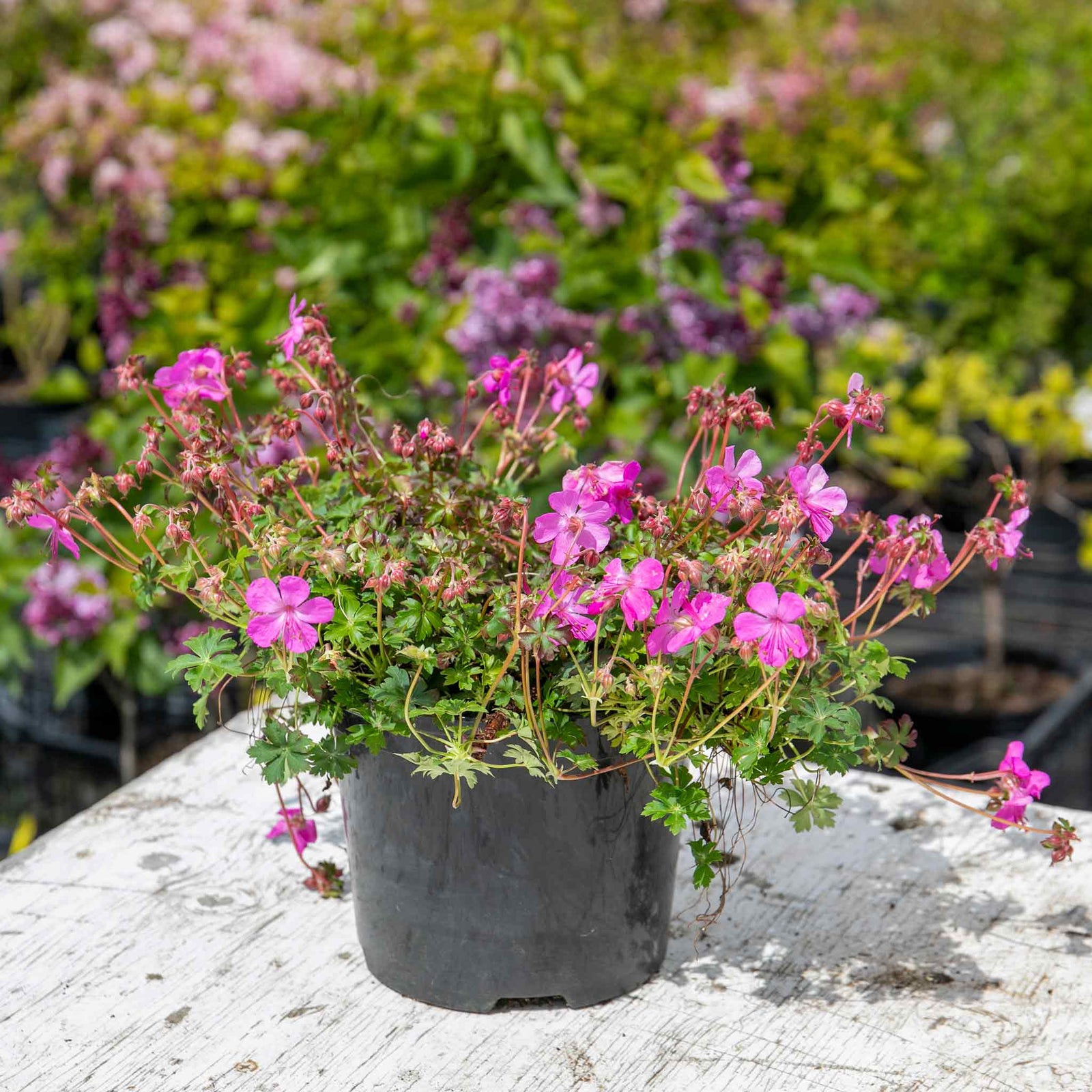 Geranium 'intense' 50cm Neon-pink Flowering Perennial | 1 x 2L | Pink