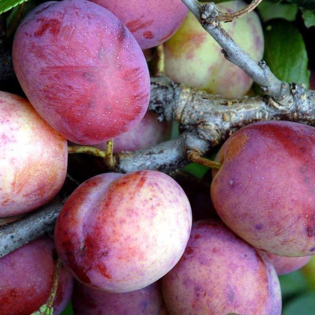 Patio Dwarf Opal Plum Fruit Tree 3-4ft Supplied In A 5 Litre Pot