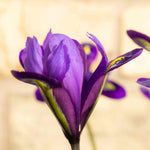 Iris Harmony Early Spring Blue | 20 x Bulbs | Purple