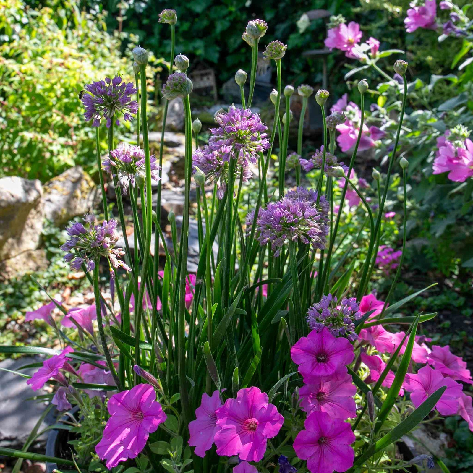 Allium Millennium - Purple Ornamental Onion, 45cm | 3 x 9cm | Purple