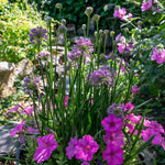 Allium Millennium - Purple Ornamental Onion, 45cm | 1 x 9cm | Pink