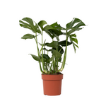 Swiss Cheese Plant - Monstera Deliciosa - Height 70-80cm - ⌀21cm | Set of 1 | Green