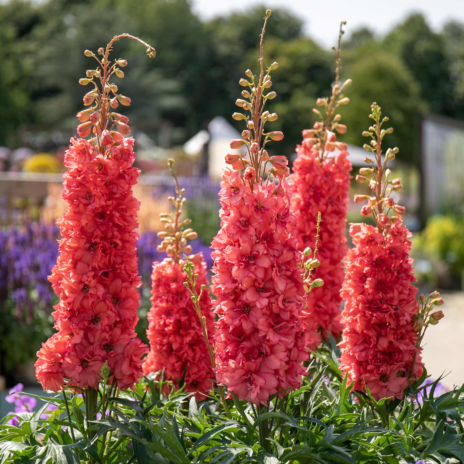 Delphinium 'red Lark' - Compact Salmon-red Spires | 1 x 2L