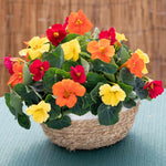Nasturtium Baby Fiesta Mix Seeds | 30 Seeds