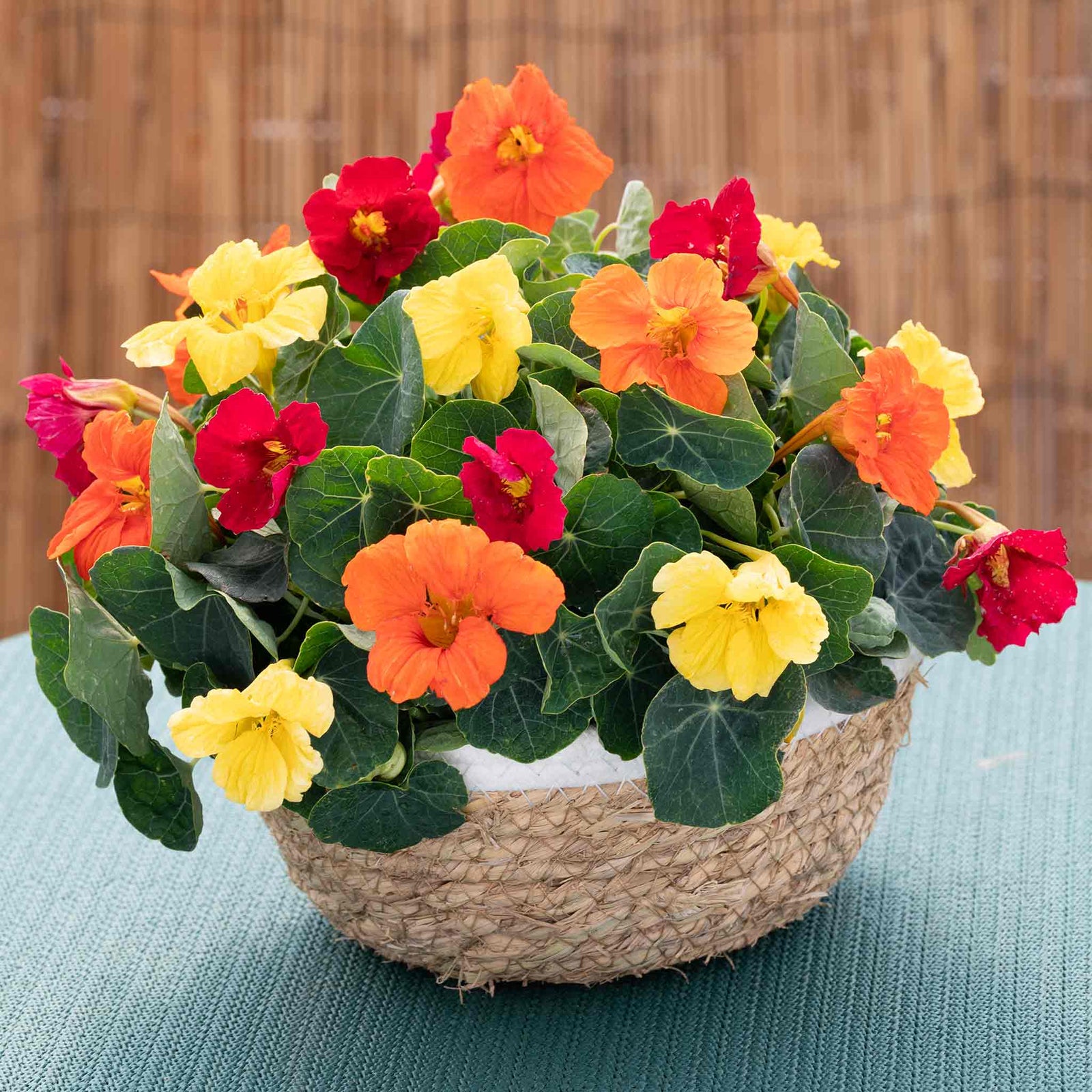 Nasturtium Baby Fiesta Mix Seeds | 30 Seeds