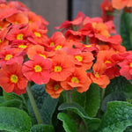 Primula Elatior 'special F1 Marmalade' - 9cm Pots | 3 x 9cm | Orange