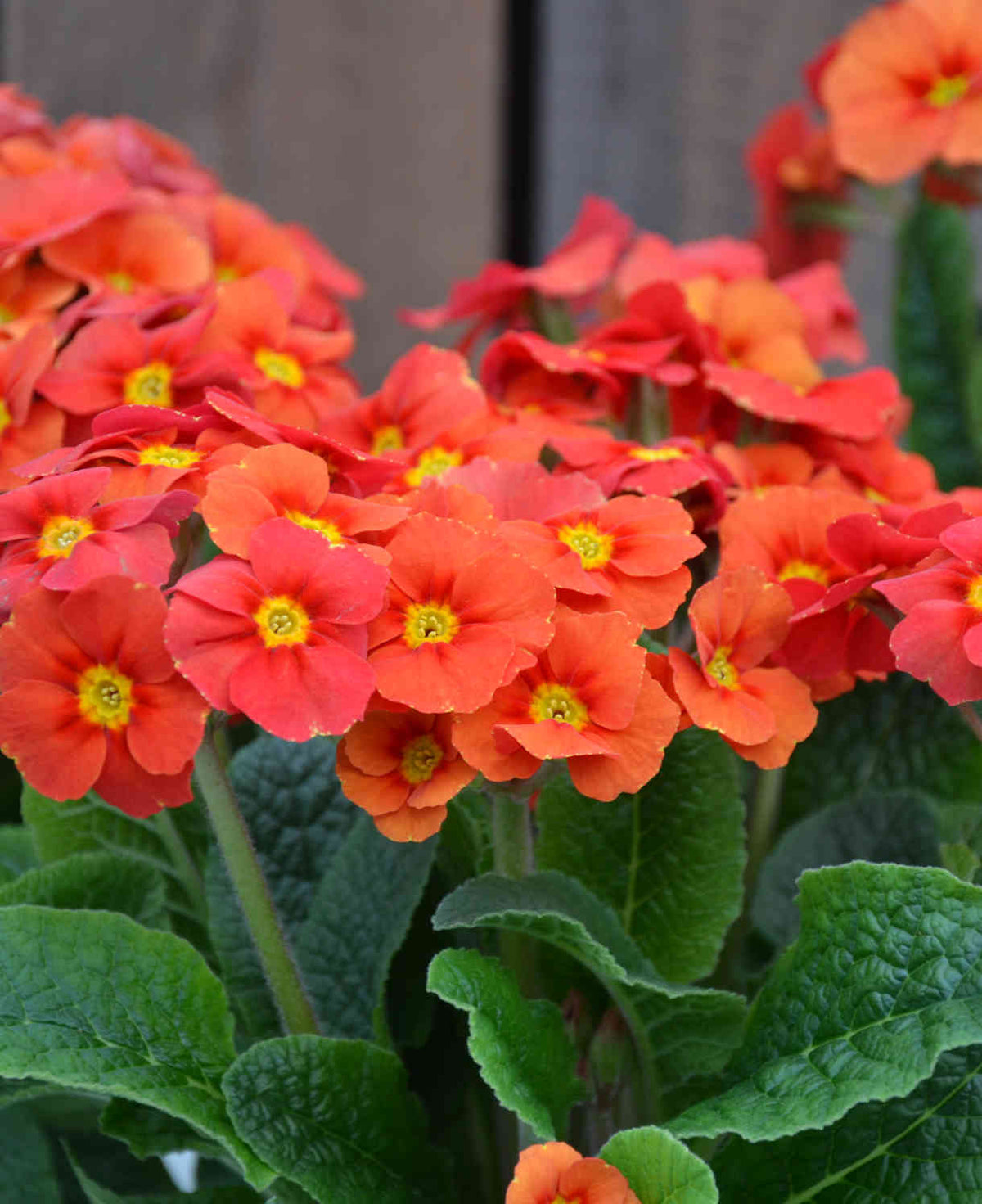 Primula Elatior 'special F1 Marmalade' - 9cm Pots | 3 x 9cm | Orange