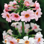 Primula Japonica 'apple Blossom' - 9cm Pots | 3 x 9cm | Pink