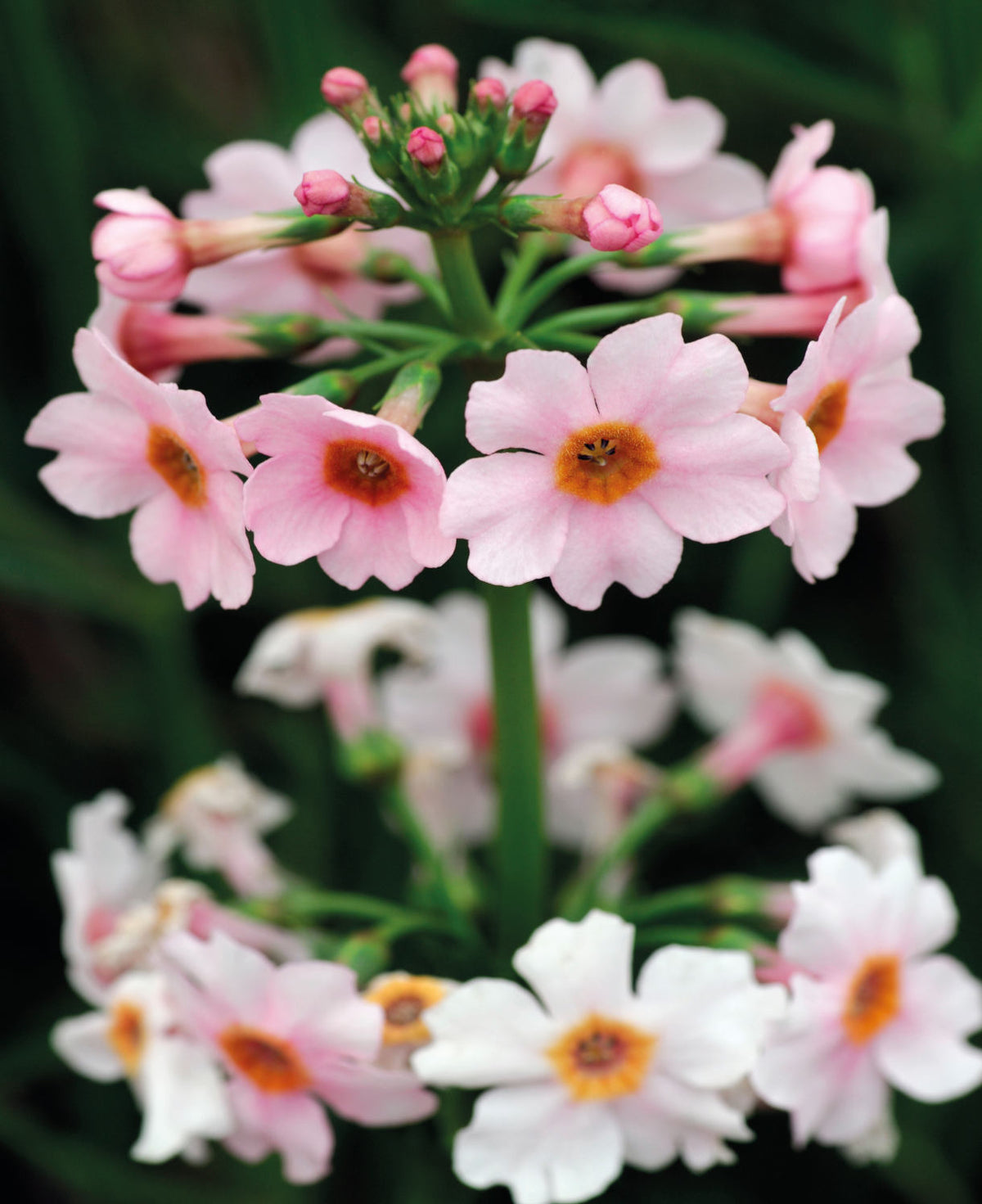 Primula Japonica 'apple Blossom' - 9cm Pots | 1 x 9cm | Pink