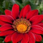 Gazania Daybreak Red Shades Flowering Plants Garden Ready Plants | 24 x Garden Ready Plants