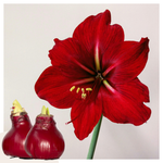 Amaryllis - Hippeastrum 'wax Bordeaux' - Flower Bulb - Red