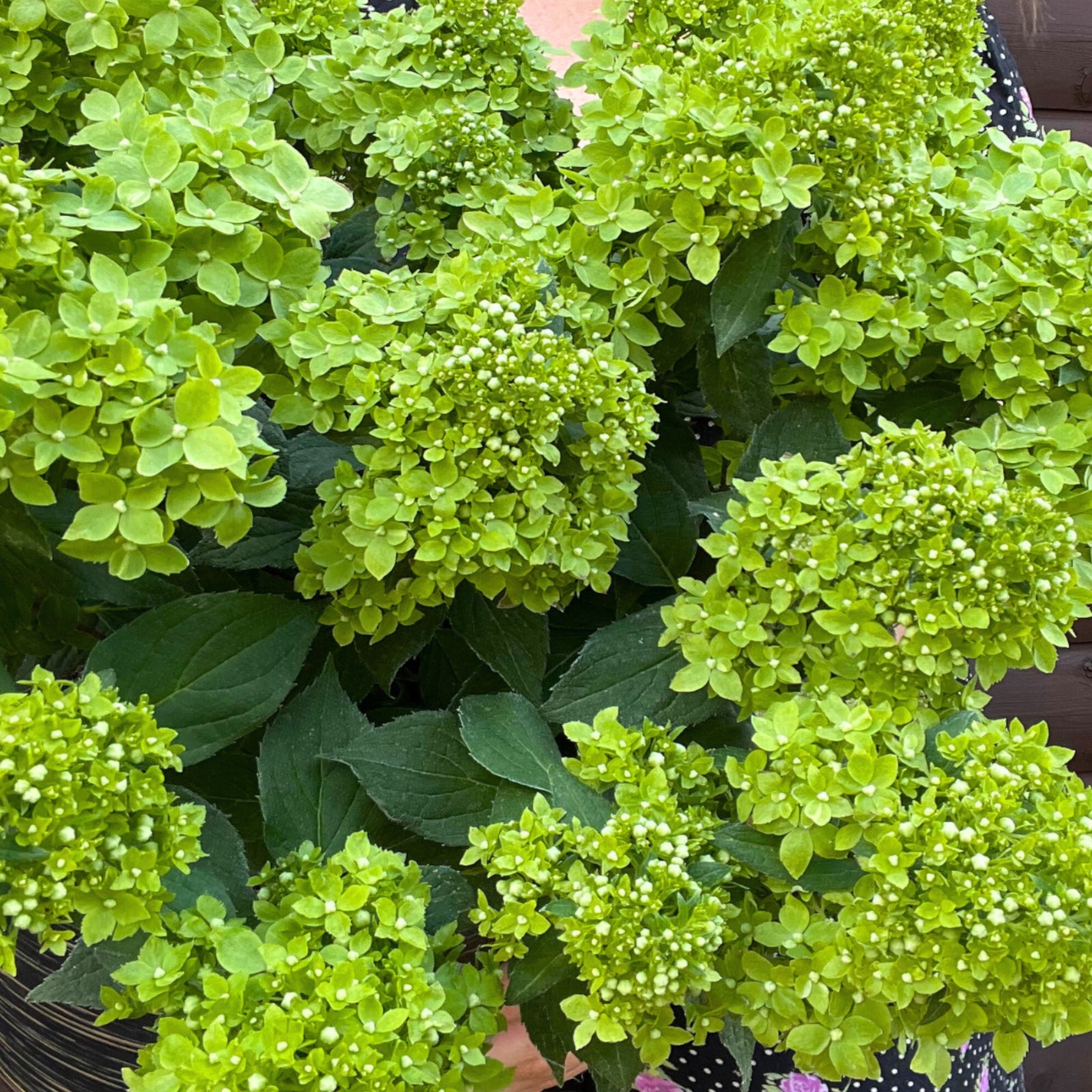 Hydrangea Paniculata Groundbreaker Greeny - 14cm pots | Set-of-1 | Lime Green